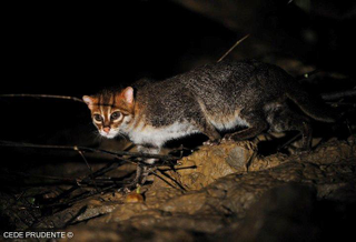 Illustration for article titled Caturday - Prionailurus planiceps Edition